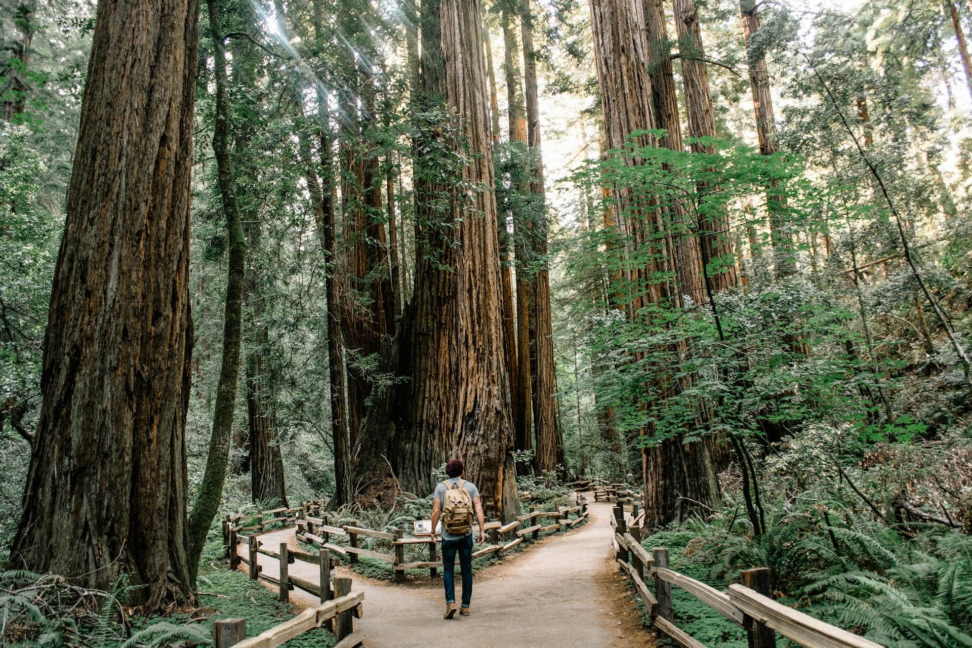 Imagen del Parque Nacional de las Secuoyas